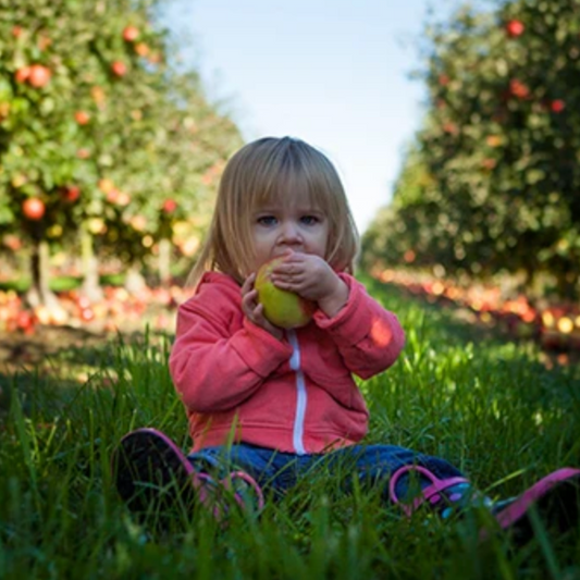 Toddler/baby sitting on farm/orchards eating a mango
